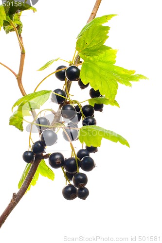 Image of Black currant