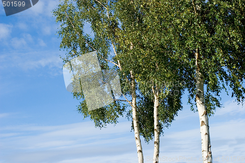 Image of Birches