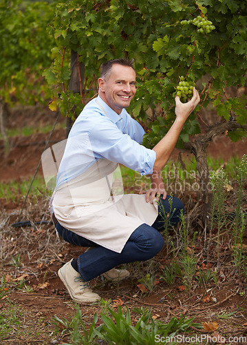 Image of Wine farm, grapes and portrait of a man winemaker picking a product for the production of alcohol. Happy, smile and male winery worker with fruit on sustainable, agriculture and eco friendly vineyard
