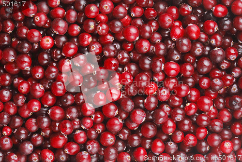 Image of Cranberries