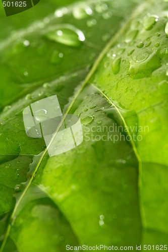 Image of Droplets on a leaf