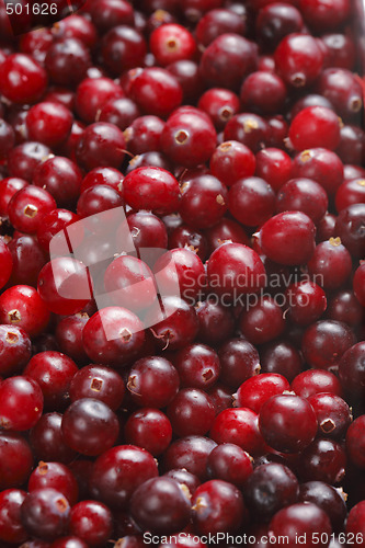 Image of Cranberries