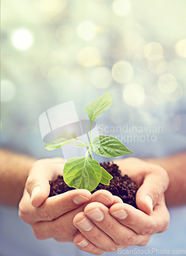 Image of Soil, hands of person and plants on bokeh background to support earth, sustainability and mockup. Closeup, nature and growth of leaf, sand and green future of hope, accountability and climate change