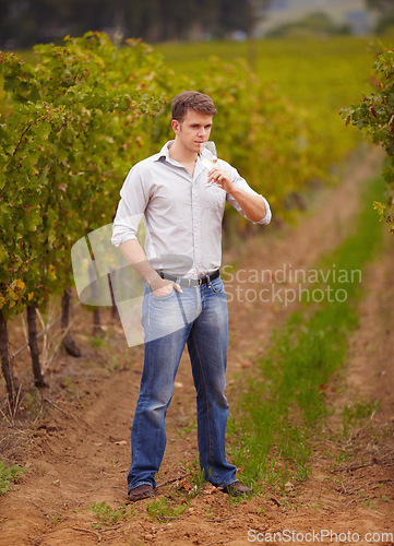 Image of Wine maker, standing in vineyard and glass of white or man, vineyard or green grape farm and luxury, alcohol drink or winery. Young farmer, sommelier and taste test or smell, quality and drinking