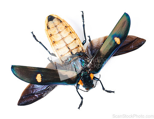 Image of Closeup, animal and bug on studio white background with full body, wings detail and creature isolated on a backdrop. Insect, nature and top view of colorful wildlife in zoom from the environment