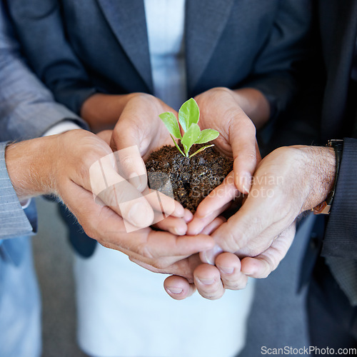 Image of Hands, business people or group with seedling, plant or together for support, helping hand and trust in office. Men, women and sustainable startup with soil, solidarity and teamwork for development