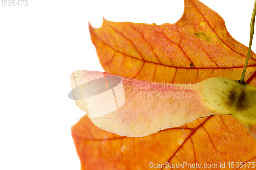 Image of reddened foliage