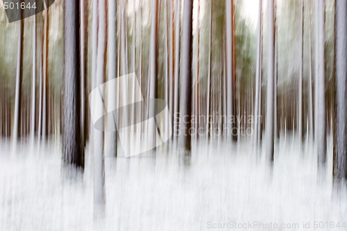 Image of Blurry winter forest