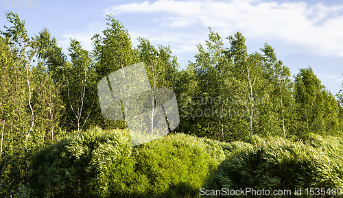 Image of kinds of trees