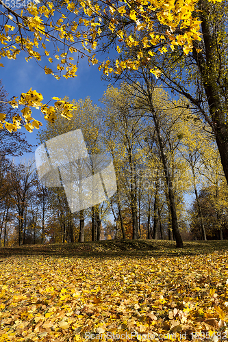 Image of autumn yellow foliage