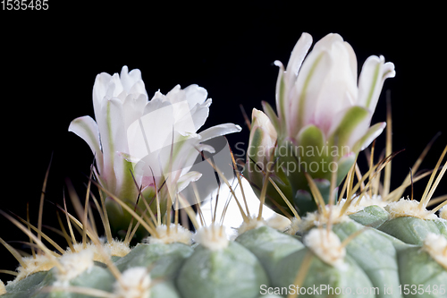 Image of plants from the desert