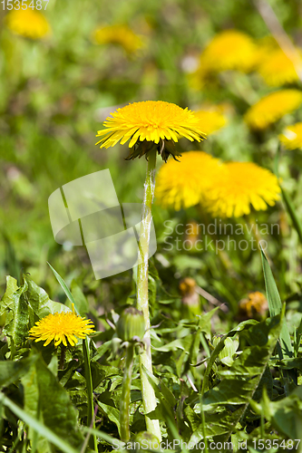 Image of beautiful dandelion