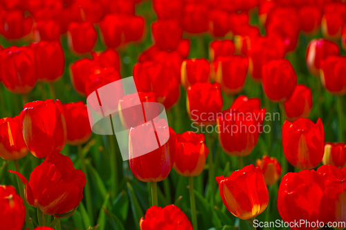 Image of colorful tulips field