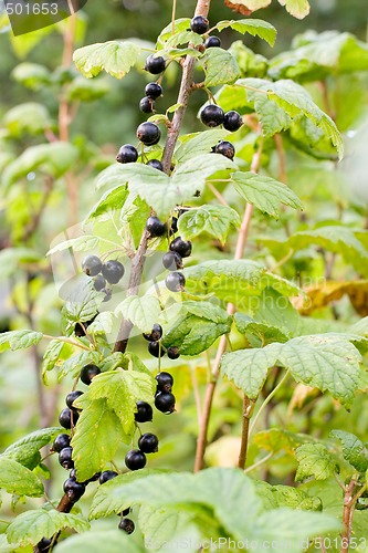 Image of Black currant