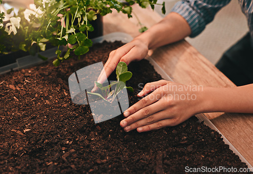 Image of Seed, hands of farmer man and planting crops in garden or farm. Fresh vegetables or fruits, carbon capture or sustainability and male person with soil agriculture or eco environment planting