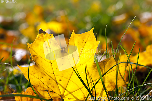 Image of autumn foliage