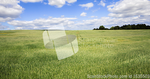 Image of wheat green field