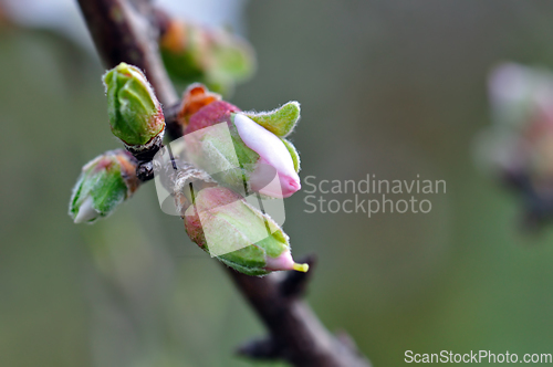 Image of almond flower buds