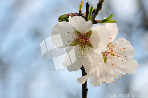 Image of almond tree flowers and buds