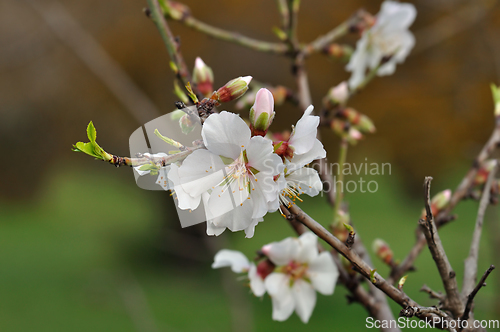 Image of almond buds and flowers spring nature