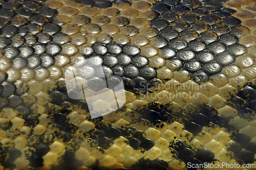 Image of yellow anaconda snake skin background