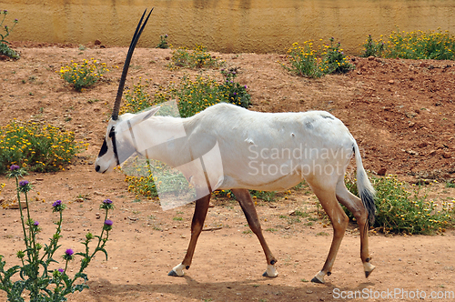 Image of arabian oryx