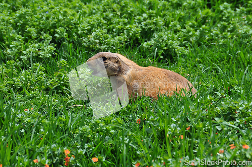 Image of barking prairie dog