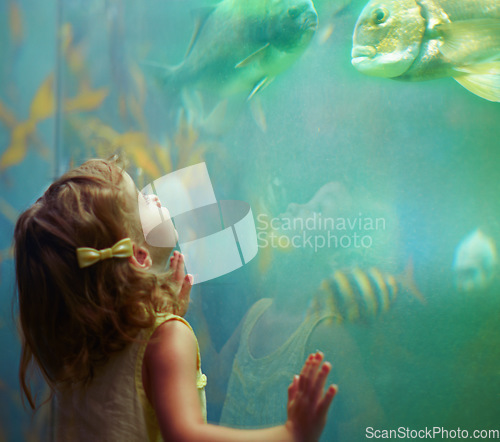 Image of Girl, aquarium and child looking at fish for learning, curiosity and knowledge, development and nature. Education, fishtank and kid watching marine life or animals swim underwater in oceanarium.