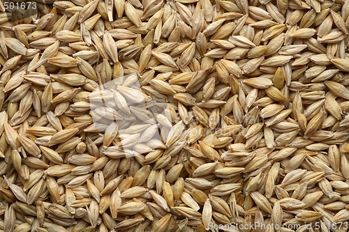 Image of Barley