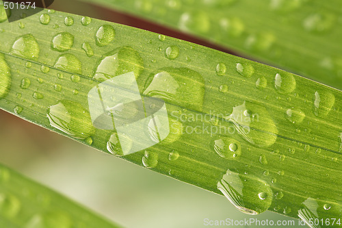 Image of Leaf