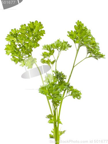 Image of Parsley (Petroselinum crispum)