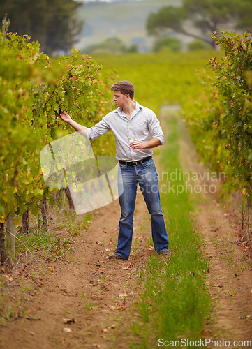 Image of Vineyard, man and walk with wine glass or farmer, grape farm and luxury vintage, alcohol or drink. Standing, sommelier and taste test or countryside, winery work and quality check or green field