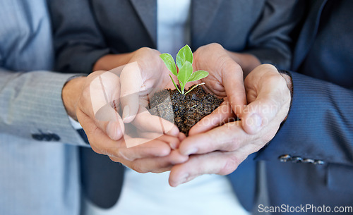 Image of Hands, team and business with seedling, growth and together with support, helping hand and sustainable in office. Group, people and plant with soil, solidarity and environmental teamwork at startup