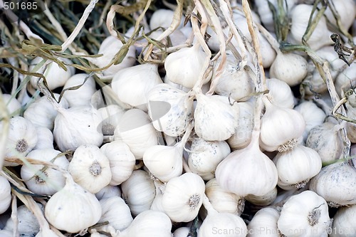 Image of Garlic