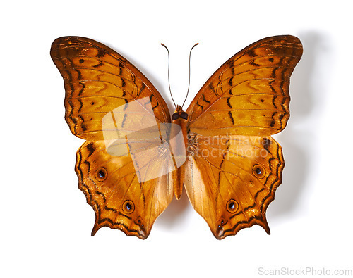 Image of Above, insect and butterfly in studio for taxidermy, art and decoration against a white background. Top view, bug and pattern of creature wings isolated with color, beauty and natural shapes detail