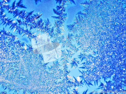 Image of Winter, cold and closeup of leaves, frozen and nature in harmony outdoors in water and calm with frost. Plant, fern and floating leaf in ice in a cool season, beauty and calming on the surface