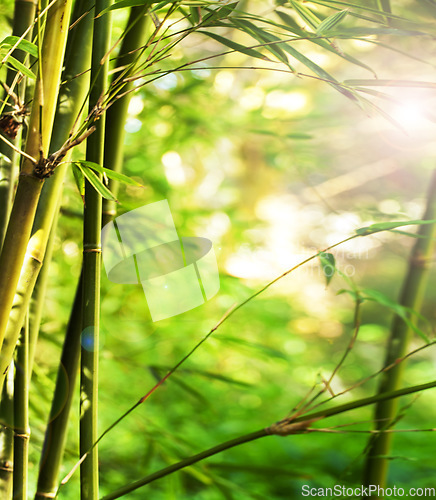 Image of Nature, sun and bamboo plant in forest for natural environment, ecosystem and plant background. Earth, sustainability and closeup of leaf for organic, gardening and ecology with sunshine in woods