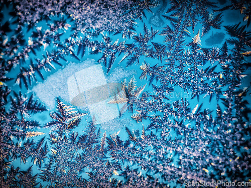 Image of Cold, winter and closeup of leaves, frozen and nature in harmony outdoors in water, calm and beautiful. Plant, fern and floating leaf in ice in a cool season, beauty and calming on the surface