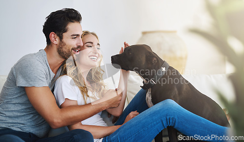 Image of Smile, relax or happy couple with a pet on house sofa bonding or hugging with trust or loyalty together. Dog, animal lovers or woman enjoys playing with cute pitbull puppy with care on couch