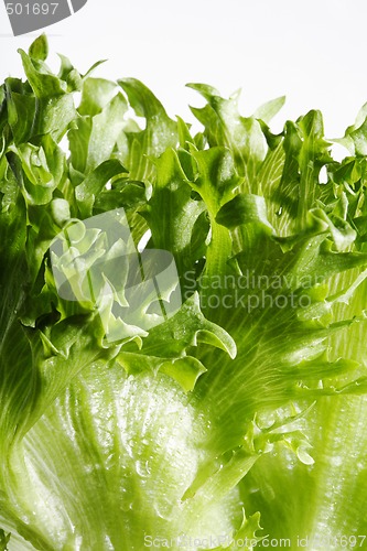 Image of Lettuce