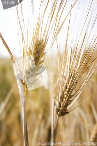 Image of Barley Field