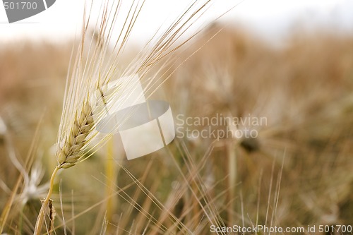 Image of Barley