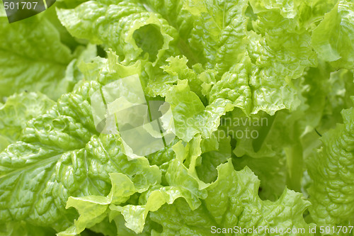 Image of Fresh Lettuce