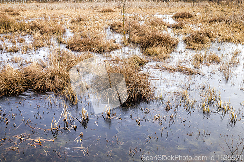 Image of swamp in winter, daytime