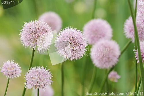 Image of Chives