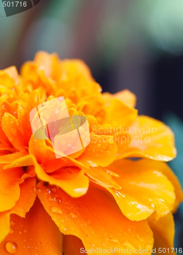 Image of Marigold