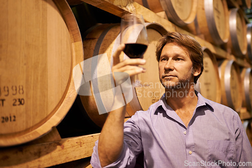 Image of Wine, tasting and a man in the cellar of a distillery on a farm for the production or fermentation of alcohol. Glass, industry and barrel with a male farmer drinking a beverage for quality control