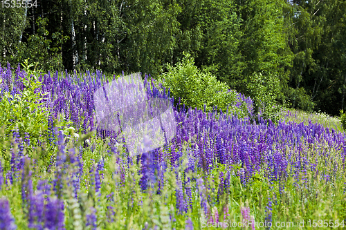 Image of real wild Lupin