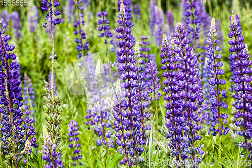 Image of wild blooming lupine