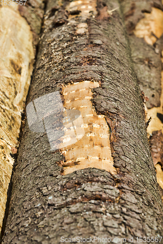 Image of natural pine wood